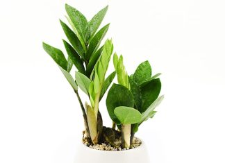 Cây kim tiền mang lại lợi ích phong thủy gì cho gia chủ? Cây kim tiền mang lại lợi ích phong thủy gì cho gia chủ?