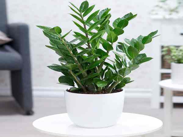 Những tác động tích cực mà cây Kim tiền mang lại