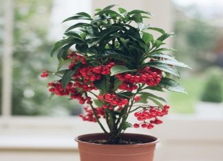 Cây Kim Ngân Lượng hợp với tuổi nào mệnh gì phong thủy