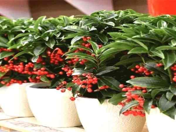 Đặc điểm của cây kim ngân lượng