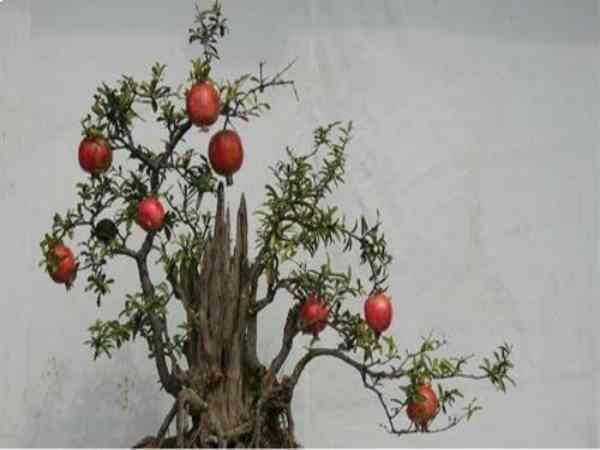 Tranh thạch lựu là gì?