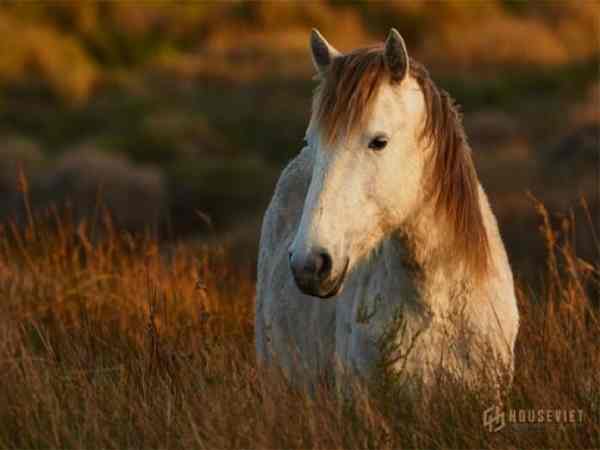 Tổng quan về tuổi Ngọ Tổng quan về tuổi Ngọ