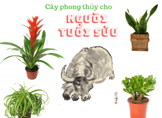 Cây phong thủy tuổi Sửu nên trồng theo bản mệnh