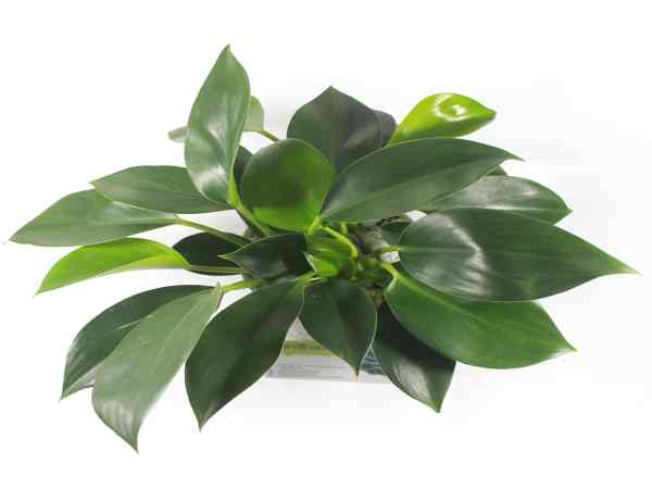 Cây hợp với tuổi Thân mệnh Hỏa Cây hợp với tuổi Thân mệnh Hỏa