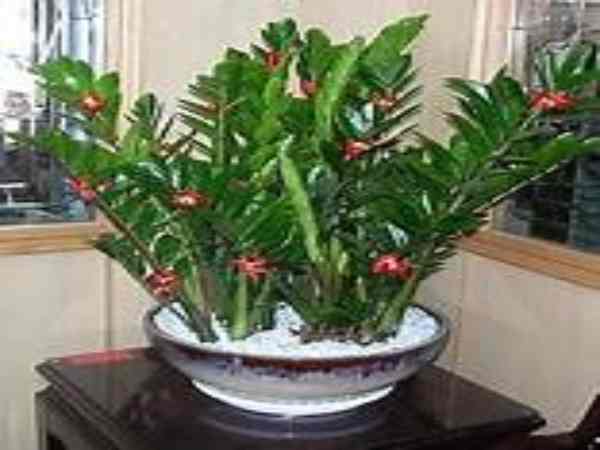 Người tuổi Bính Tý sinh năm 1996 hợp cây kim tiền