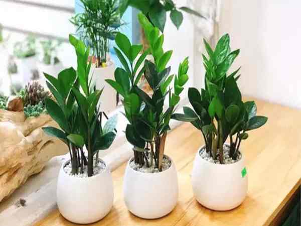 Cây phong thủy để bàn cho người mệnh Mộc Cây phong thủy để bàn cho người mệnh Mộc