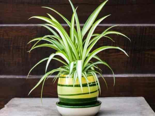 Mệnh Kim - Tuổi Hợi sinh năm 1971