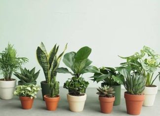 Cây phong thủy để bàn mang đến sự nghiệp thăng tiến Cây phong thủy để bàn cho người mệnh Kim