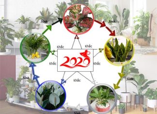 Cây phong thủy tuổi Tý phù hợp với bản mệnh