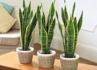 Cây phong thủy trong nhà cho người mệnh Thổ nên và không nên trồng Cây phong thủy trong nhà cho người mệnh Thổ nên trồng cây gì?