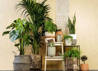 Cây phong thủy tuổi Dần nên trồng