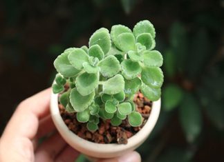 Cây phong thủy tuổi Hợi mang lại may mắn, hạnh phúc? Cây phong thủy tuổi Hợi nên trồng