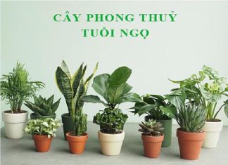 Cây phong thủy tuổi Ngọ nên trồng