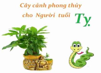 Cây phong thủy tuổi Tỵ nên trồng trong nhà