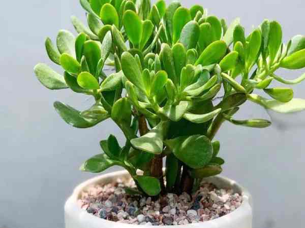 Người tuổi Sửu mệnh Mộc - Quý Sửu sinh năm 1973