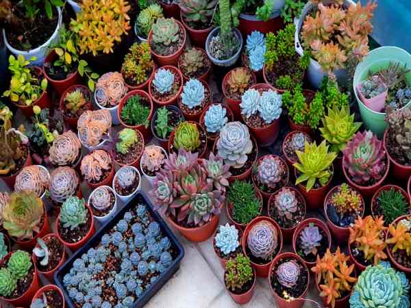 Cây sen đá nâu phong thủy trong nhà hợp Cây sen đá nâu phong thủy trong nhà hợp