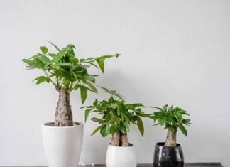 Tuổi Thân hợp cây gì?