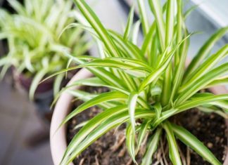 Cây Dây Nhện hợp mệnh gì, lựa chọn phong thủy đón may mắn bình an