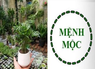 Cây để bàn làm việc hợp mệnh Mộc hút tài lộc, rước bình an