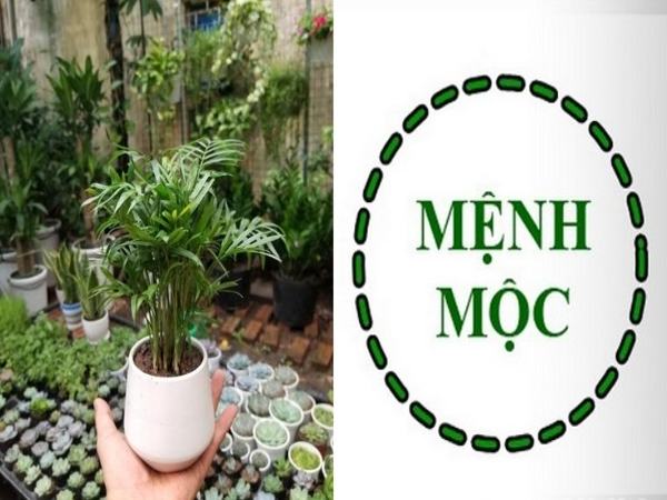 Cây để bàn làm việc hợp mệnh Mộc hút tài lộc