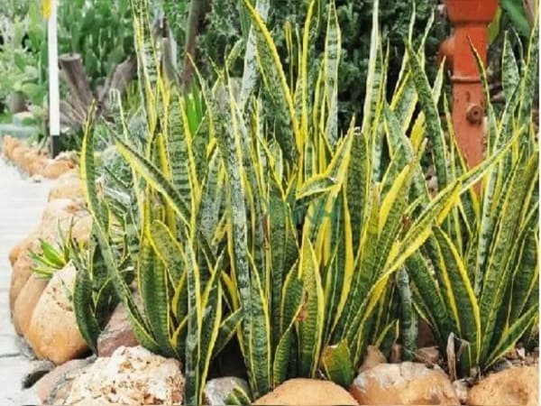 Đặc điểm của cây lưỡi hổ