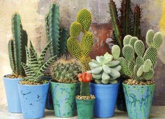 Ngăn chặn năng lượng tiêu cực nhờ cây xương rồng phong thủy