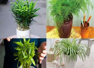 Tăng vượng khí hút tài lộc với những cây trồng hợp với người mệnh Thủy