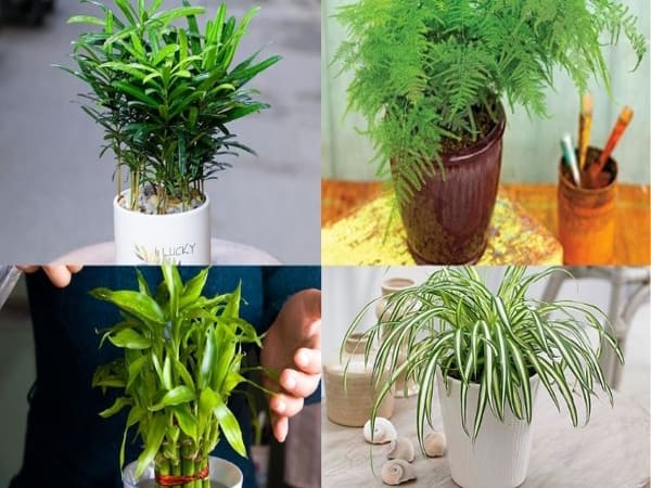 Mệnh Thủy trồng cây gì hợp mệnh 