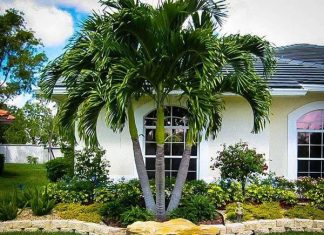 Những lợi ích bất ngờ khi trồng cây phong thủy trước nhà