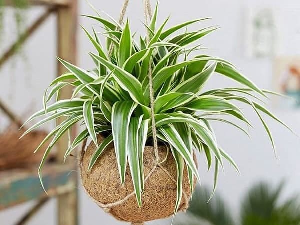 Cây Lan Chi hợp mệnh gì