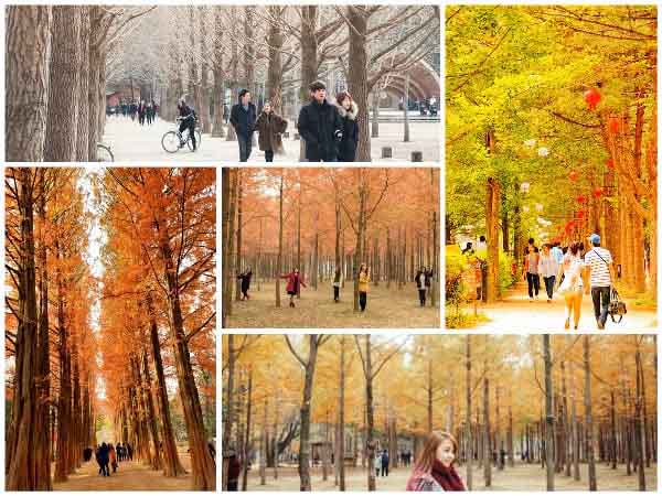 Nên đi đảo Nami vào tháng mấy?