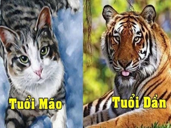 Tổng quan về tính cách tuổi Mão và tuổi Dần