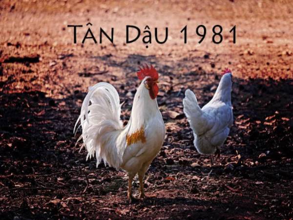 Thông tin tổng quan về người sinh năm 1981 (Tân Dậu) Thông tin tổng quan về người sinh năm 1981 (Tân Dậu)