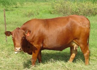 Mơ thấy bò đẻ, bò đuổi mình đánh con gì may mắn