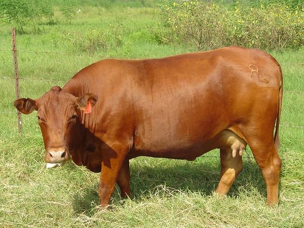 Mơ thấy bò đẻ, bò đuổi mình đánh con gì may mắn Mơ thấy bò đẻ, bò đuổi mình đánh con gì may mắn