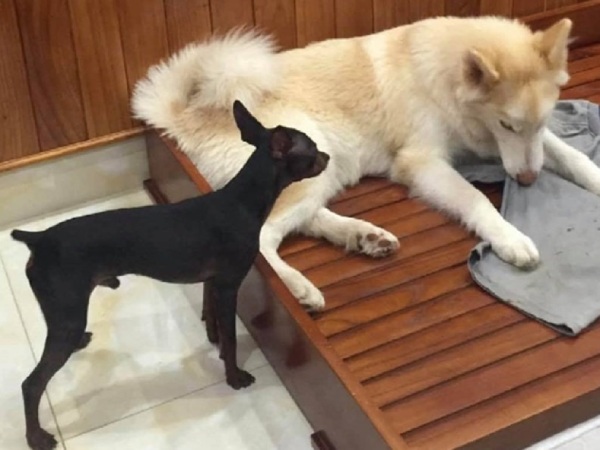 Nằm mơ thấy chó vàng vào nhà, chó đen vào nhà có điềm gì