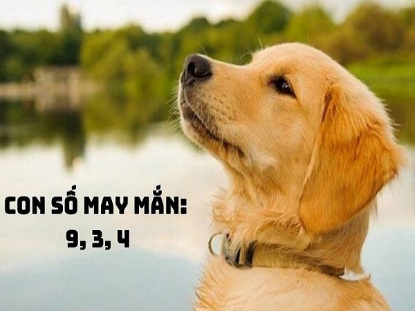 Con số tăng may mắn tuổi Giáp Tuất ngày 24/12