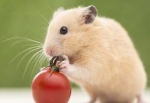 Tử vi tuổi Tý 4/12/2025, bật mí con số may mắn tuổi Tý