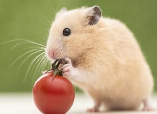 Tử vi tuổi Tý 4/12/2025, bật mí con số may mắn tuổi Tý