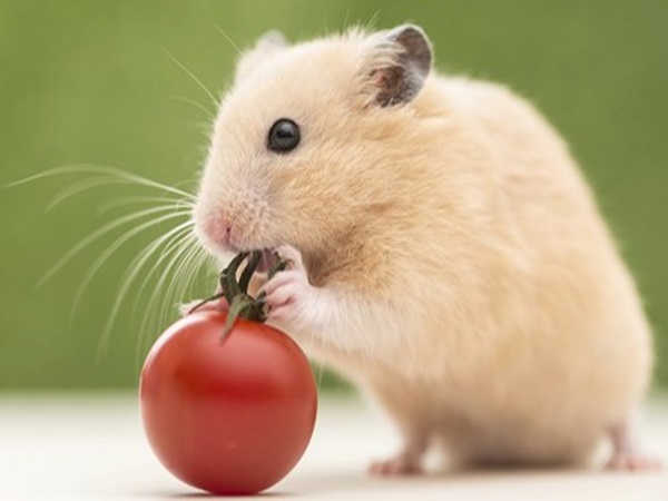 Tử vi tuổi Tý 4/12/2025, bật mí con số may mắn tuổi Tý