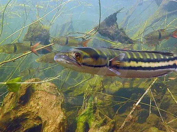 Chiêm bao thấy cá lóc bơi trong nước