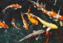 Tìm hiểu ý nghĩa giấc mơ thấy cá bơi trong nước là điềm gì?