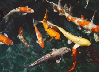 Tìm hiểu ý nghĩa giấc mơ thấy cá bơi trong nước là điềm gì?