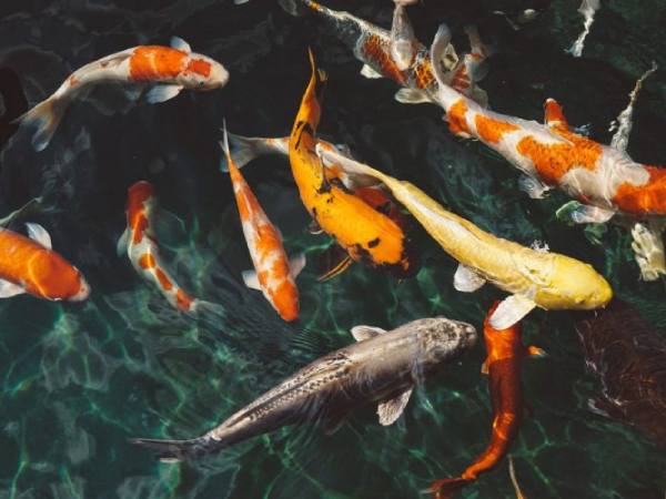 Tìm hiểu ý nghĩa giấc mơ thấy cá bơi trong nước là điềm gì?