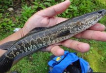 Chiêm bao thấy cá chuối chết