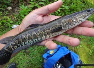 Chiêm bao thấy cá chuối chết