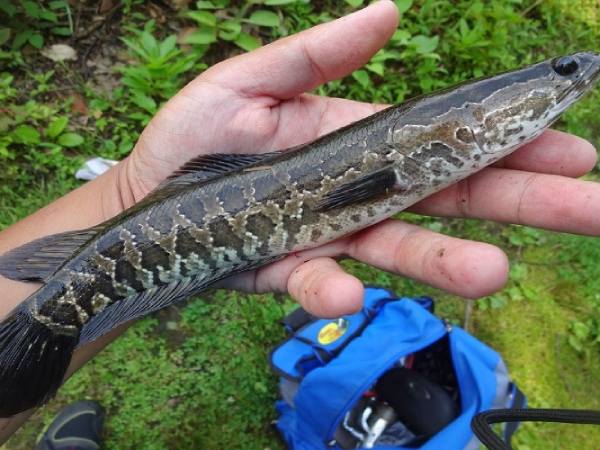 Chiêm bao thấy cá chuối chết