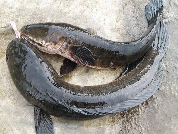 Tìm hiểu ý nghĩa giấc mơ thấy cá chuối là điềm gì, dự báo điều gì?