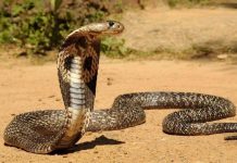 Nằm mơ thấy rắn hổ mang có số gì may mắn có ý nghĩa gì