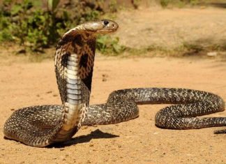 Nằm mơ thấy rắn hổ mang có số gì may mắn có ý nghĩa gì